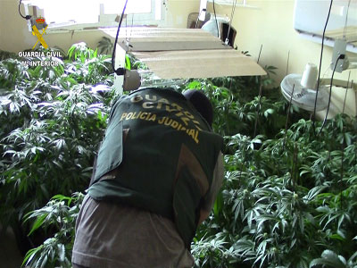 24 detenidos con 2700 plantas de Marihuana que envasaban la droga al vaco para exportarla