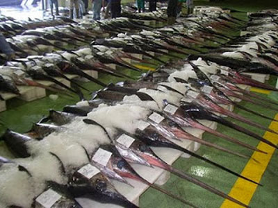 CEPESCA lamenta el blanqueo de capturas ilegales de pez espada del mediterráneo 