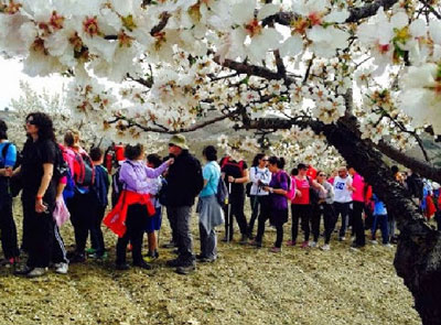 Los almendros en flor vuelven a teir de blanco la Sierras de las Estancias para la Ruta de la Flor de Almendro