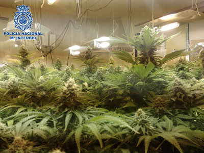 La Polica Nacional desmantela una plantacin de marihuana en un cortijo de Almera