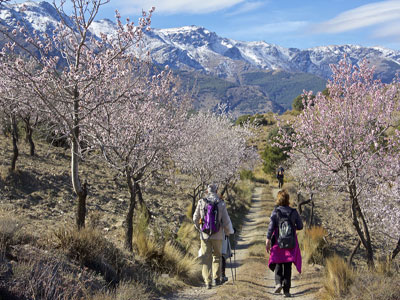 La Ruta de la Flor del Almendro Abla-Sierra Nevada llega a su sexta edición