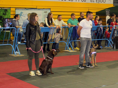 El Ejido centrará este fin de semana la atención de los amantes de los perros con la V edición del Concurso Popular Canino 