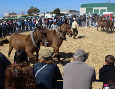 Noticia de Almería 24h: La Feria del Ganado vuelve a registrar un alto número de visitas, consolidándose como un gran evento de promoción de la cultura tradicional