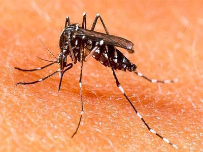 Noticia de Almería 24h: Reunión de urgencia para atajar el problema de mosquitos en los humedales de Punta Entinas