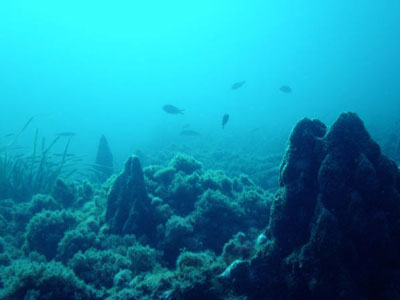 Primera Gimkana Bio-Fotosub, fotografiar la gran biodiversidad de las costas de Roquetas de Mar