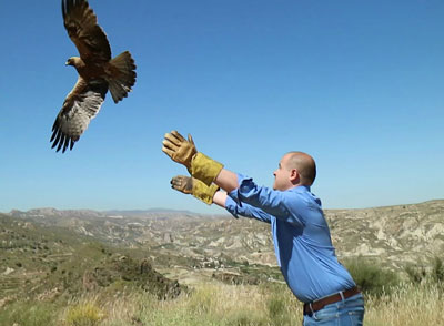 Noticia de Almería 24h: Medio Ambiente libera un águila culebrera y un águila calzada tras recuperarse de sus lesiones