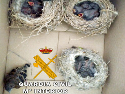 La Guardia Civil interviene 16 cras de fringlidas an en sus nidos 