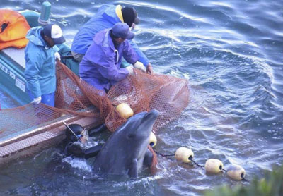 Los pescadores sufren cuantiosas prdidas por el ataque de delfines, cierto, pero...