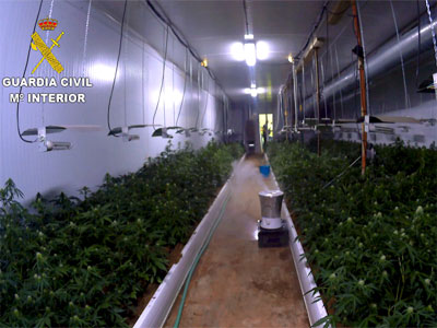 Desmantelan la mayor plantacin de marihuana indoor localizada por la Guardia Civil en los ltimos aos con ms de 3000 plantas