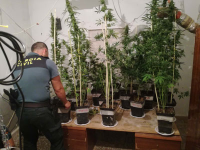 Encuentran Plantas de Marihuana en casa de un detenido con una orden de ingreso en prisin 