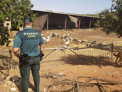 La Guardia Civil investiga a una persona por un delito de hurto en explotaciones ganaderas 
