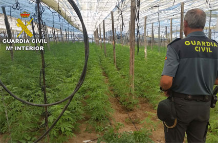 Noticia de Almería 24h: La operación “Muralla Verde” localiza más de 2500 plantas de marihuana en un invernadero