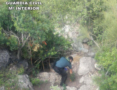 Noticia de Almería 24h: Localizan una plantación de marihuana en una cañada de Sorbas