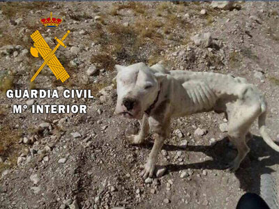 Noticia de Almería 24h: La Guardia Civil auxilia a un perro de la raza “Dogo Argentino” encontrado por una vecina de Chirivel