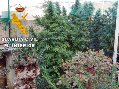 Dos detenidos por cultivar plantas de marihuana de hasta 2 metros de altura