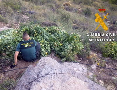 Noticia de Almería 24h: La Guardia Civil localiza 240 plantas de marihuana en el paraje “Barranco de los Gatos”, término municipal de Enix