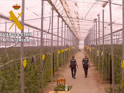 Encuentran la mayor plantacin de marihuana en invernadero de Almera con ms de 41.000 plantas