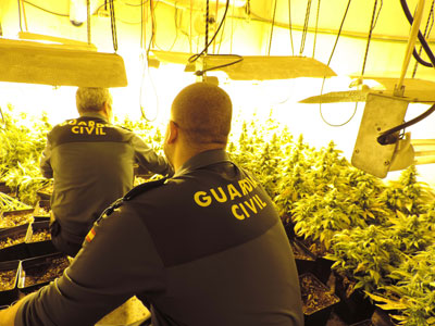 Noticia de Almera 24h: La Guardia Civil interviene 370 plantas de marihuana e investiga a una persona por un delito contra la salud pblica