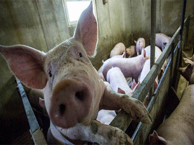 Noticia de Almería 24h: Comienza campaña anual para garantizar la salud de los productos de la tradicional matanza del cerdo 