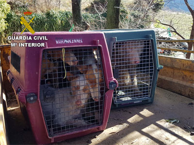 Noticia de Almera 24h: Roban seis perros de caza e intentan venderlos por internet