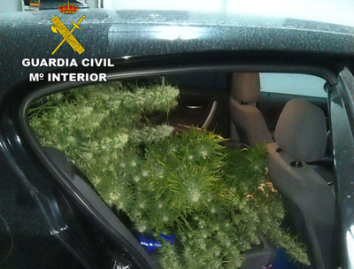 Huye de un control de la Guardia Civil con el coche lleno de plantas de marihuana y por una calle sin salida