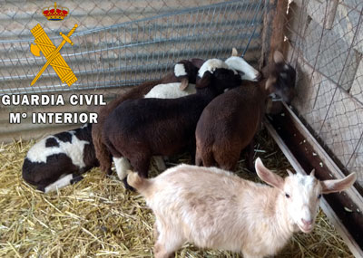 Noticia de Almería 24h: Detenido por robar seis corderos a un vecino