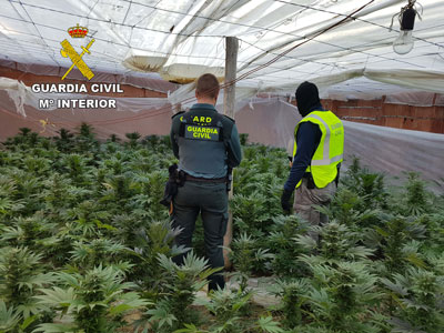 La Operación Cuco destapa dos plantaciones con más de ochocientas plantas de marihuana y detiene a dos personas