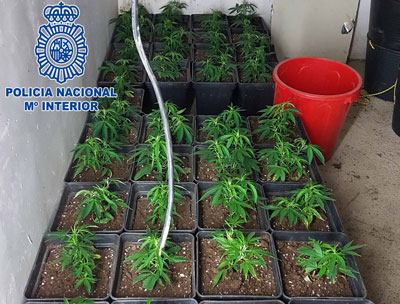 Desarticulado un grupo dedicado a la plantacin, preparacin y distribucin de marihuana  en Almera 