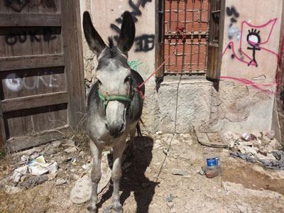 Resulta apualado por atar su burro en una ventana