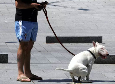 El Ejido pretende censar el ADN de los perros del municipio para evitar excrementos en la calle