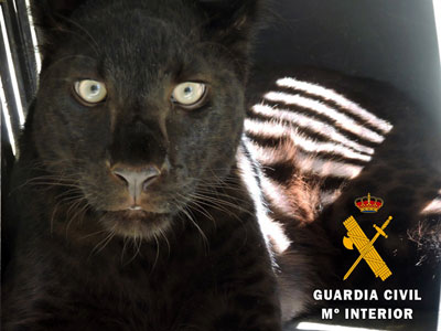 La Guardia Civil intensifica los servicios dirigidos contra el trfico ilegal de especies protegidas