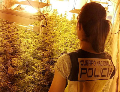 La Polica Nacional asesta un nuevo golpe al trfico de drogas con ms de 300 plantas de marihuana incautadas 