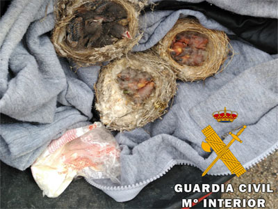 Noticia de Almera 24h: La Guardia Civil interviene 13 cras de fringlidas an en sus nidos 