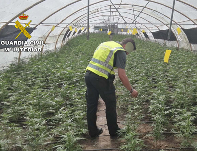 La Guardia Civil interviene ms de 24000 plantas de marihuana en la provincia de Almera