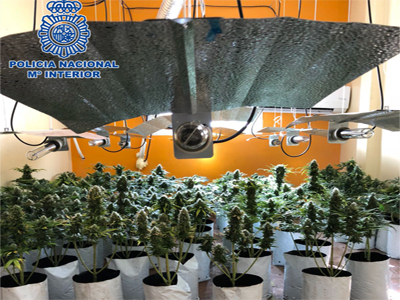 La Polica Nacional desmantela una nueva plantacin indoor de marihuana