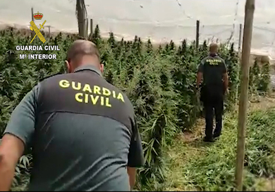 La Guardia Civil localiza una finca con ms de 5000 plantas de marihuana y detiene a su propietario
