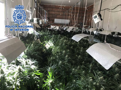 La Polica Nacional incauta 60 kg de marihuana y desmantela un nuevo cultivo en el interior de una vivienda 