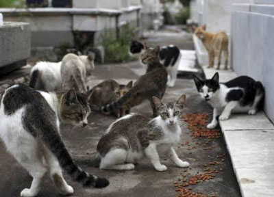 Noticia de Almera 24h: Garrucha reacciona ante el elevado nmero de abandono de gatos en las calles
