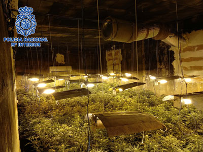Noticia de Almería 24h: Macro operación policial contra el cultivo y la venta de marihuana en Balanegra 