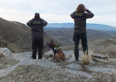 Medio Ambiente refuerza la vigilancia contra el furtivismo en la Sierra de los Filabres durante la berrea del ciervo 