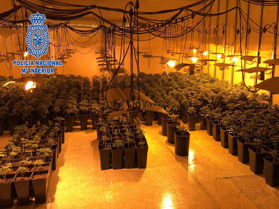La Polica Nacional desmantelada una plantacin de marihuana en el Sector 20 de Almera
