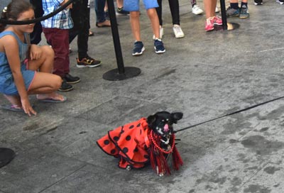Sena, la perrita flamenca, ganadora del concurso de mascotas de Feria