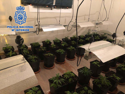 La Polica Nacional detiene a una pareja por cultivar marihuana en el barrio de los Molinos