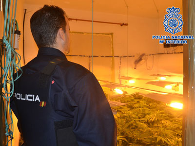 Desmantelados en El Ejido dos puntos de cultivo acelerado y distribución de marihuana
