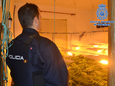 Noticia de Almera 24h: Desmantelados en El Ejido dos puntos de cultivo acelerado y distribucin de marihuana