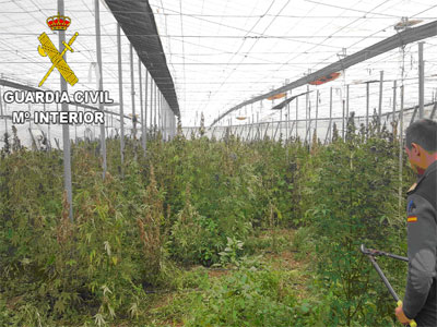 Noticia de Almería 24h: No hay detenidos tras localizar más de 1000 plantas de marihuana en  un invernadero en Gádor
