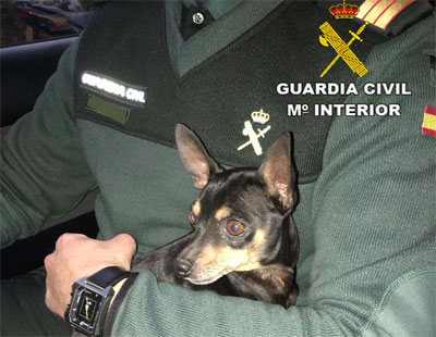 Noticia de Almería 24h: La Guardia Civil salva a un Pinscher Miniatura de ser atropellado en la autovía A-7, término municipal de Abla