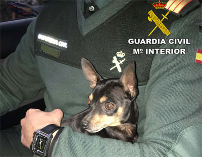 Noticia de Almera 24h: La Guardia Civil salva a un Pinscher Miniatura de ser atropellado en la autova A-7, trmino municipal de Abla