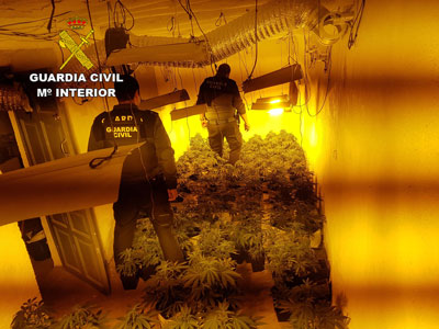 Noticia de Almería 24h: La Guardia Civil incauta cerca de 500 plantas de marihuana y detiene a tres personas por un delito contra la salud pública