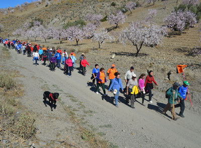 Noticia de senderismo en Almera 24h: La Ruta de los Almendros en Flor se celebrar este prximo Domingo 27-1-2019 en Albox